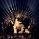 Illustration for article titled The emGame of Thrones/em Cast, Now In Pug Form
